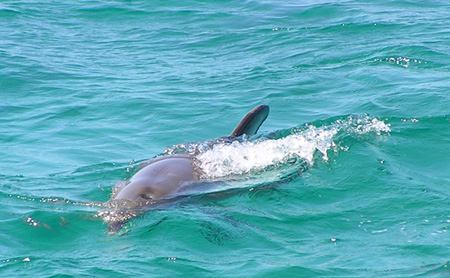 Dolphin in Port Stephens, NSW, Australia.